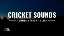Cricket Sounds for Sleep · Fog Meadow, Summer Night