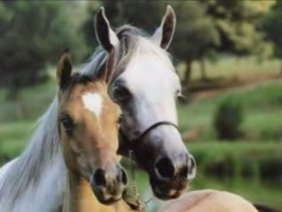Animaux_1
