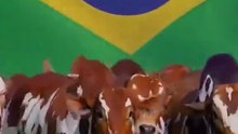 Brasil vencedor