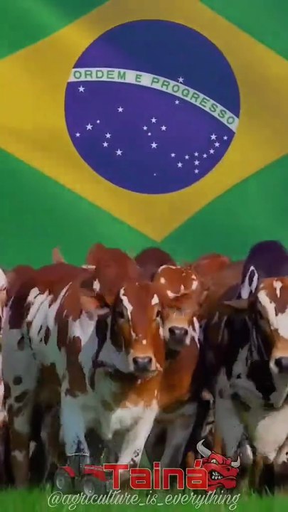 Brasil vencedor