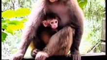 WILD AND CURIOUS ANIMALS