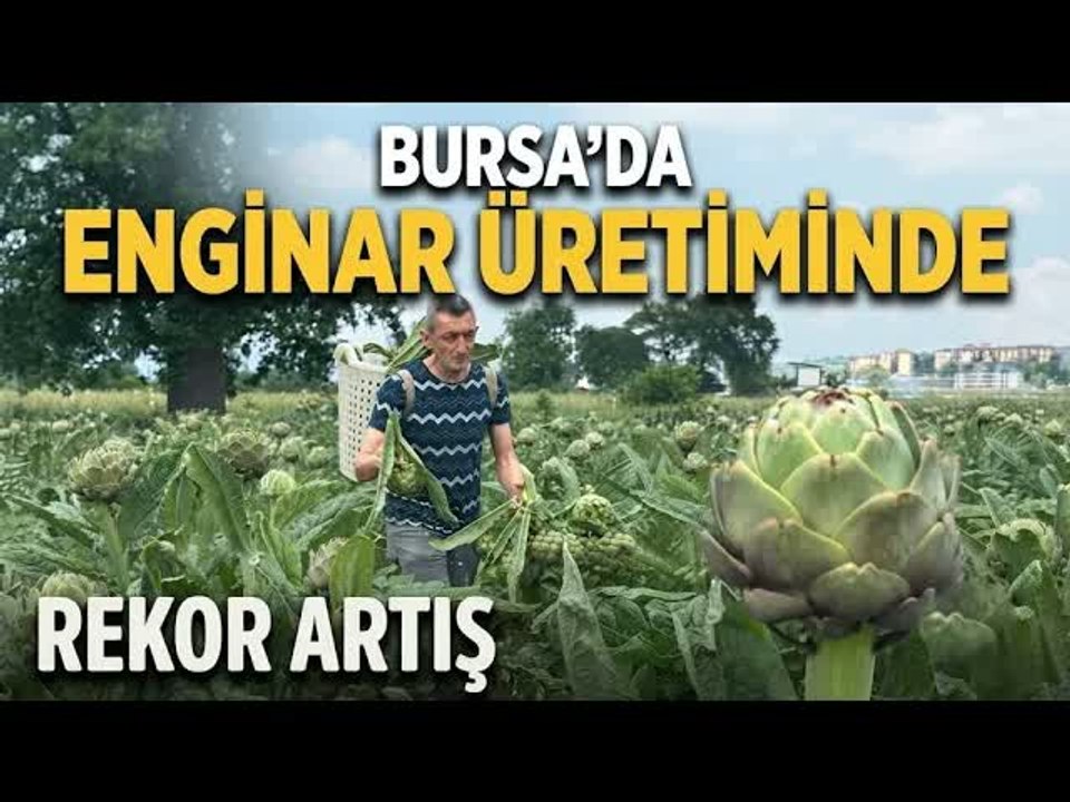 Enginar üretiminde lider değişiyor:  Bursa, İzmir'i geride bırakıyor