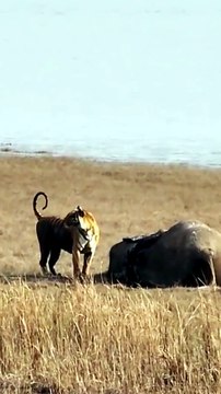 Breathtaking Wildlife Footage Of A Wild Tiger Claiming A Large Elephant Carcass