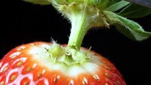 Relaxing video For Strawberry