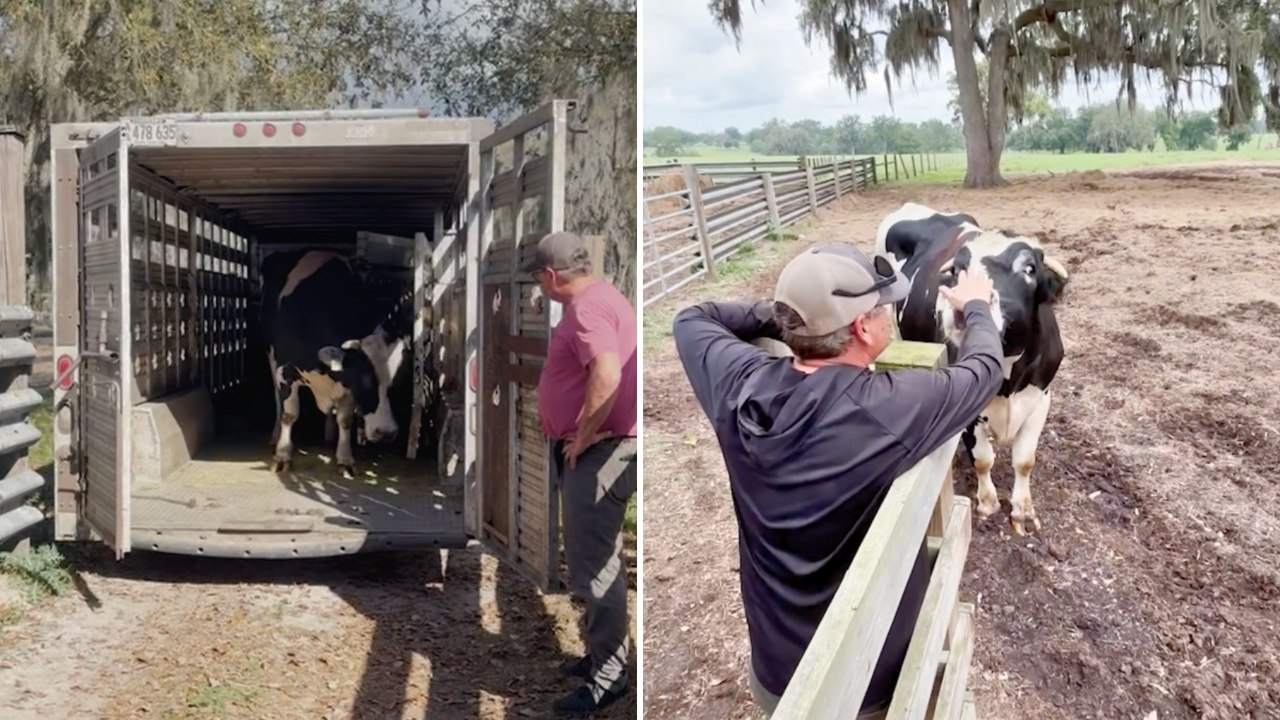 Rescued Cow Left Alone For Years Excitedly Joins Herd Once More | Happily TV