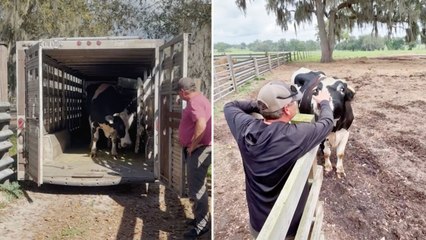 Rescued Cow Left Alone For Years Excitedly Joins Herd Once More | Wild-ish TV