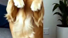 Dog is fanny of Entertainment