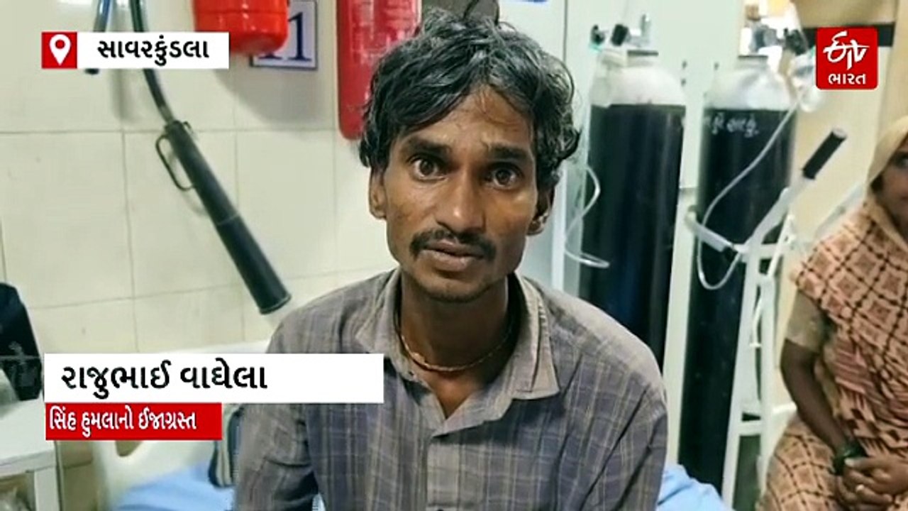 સિંહની પકડમાં માલધારી, ભાવનગરના ગરજીયા ગામનો રૂંવાટા ઉભા કરી દે તેવો વીડિયો આવ્યો સામે