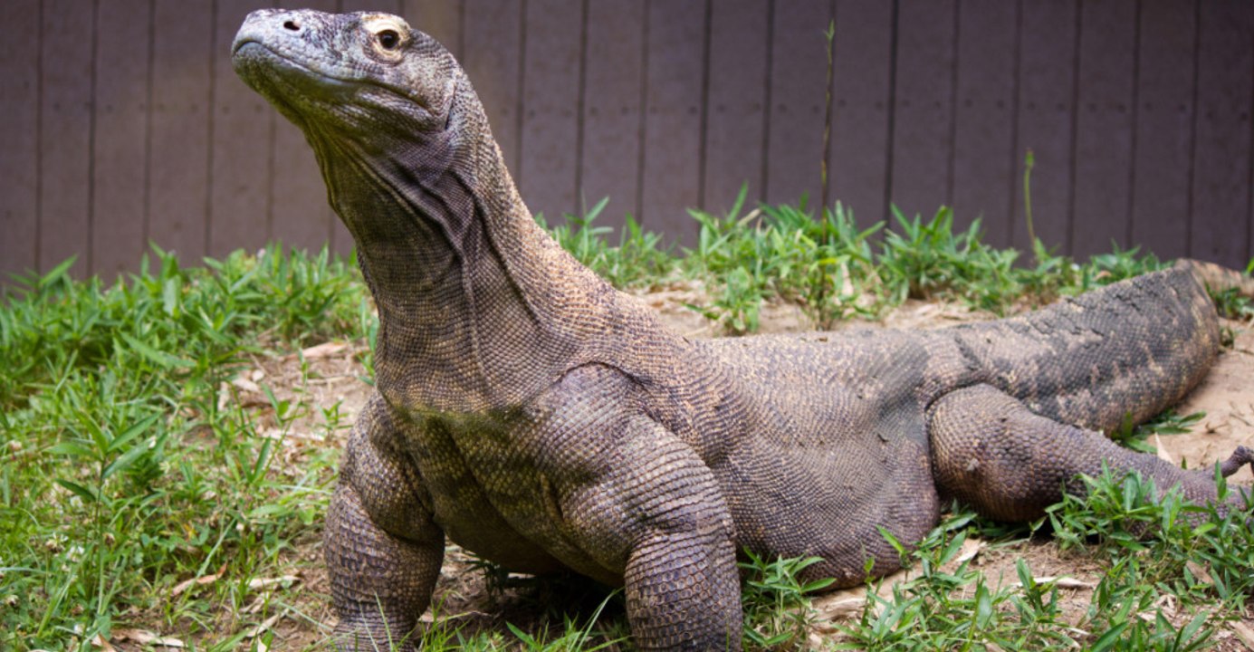 8 Fearless Creatures That Rule the Animal Kingdom