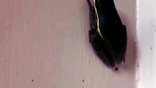Une grenouille avale une luciole… et se met à briller dans le noir