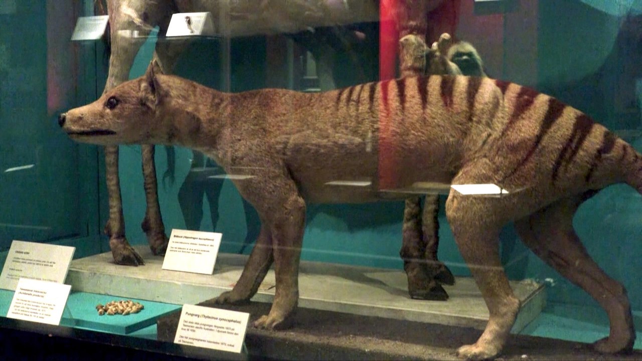 RNA from extinct Tasmanian tiger extracted in world-first discovery
