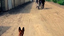 Viral video