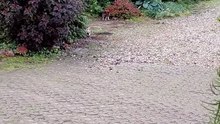 Why drink from a bowl when there's a perfectly good puddle? 😸💧 #cat #funnycats #catlovers