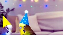 Budgie Owner Left the house and party started for budgie and his friends.