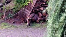 Do I need a scratching post? No! I have a whole backyard! :) #cats #funnycats #catlovers