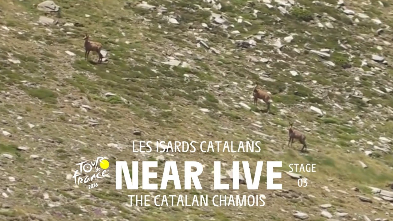 The Catalan chamois - Stage 3