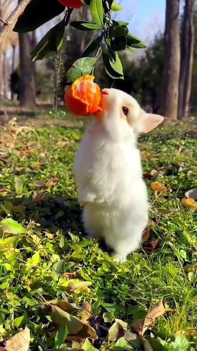 Funny Animals (Part 3)