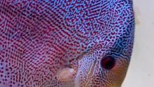 ​Le Discus : Les secrets du poisson le plus iconique de l'aquarium