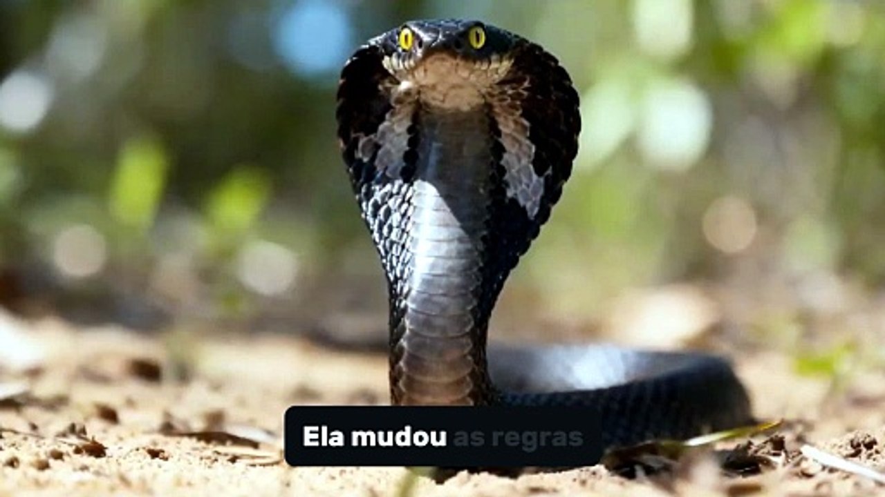 AS SERPENTES MAIS LETAIS DA AFRICA