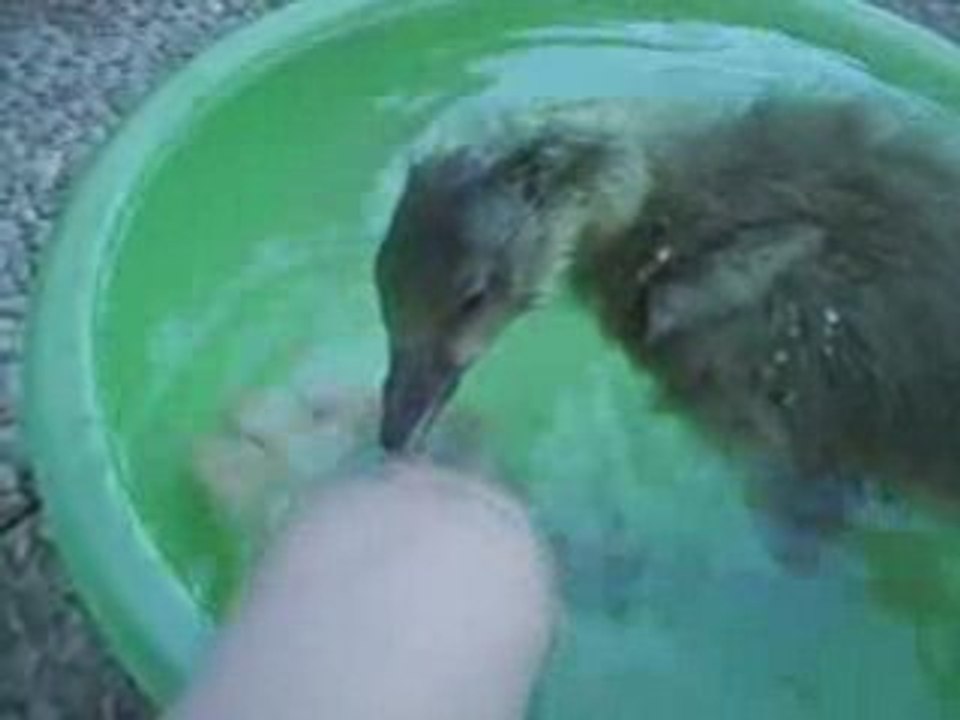 Oie bain