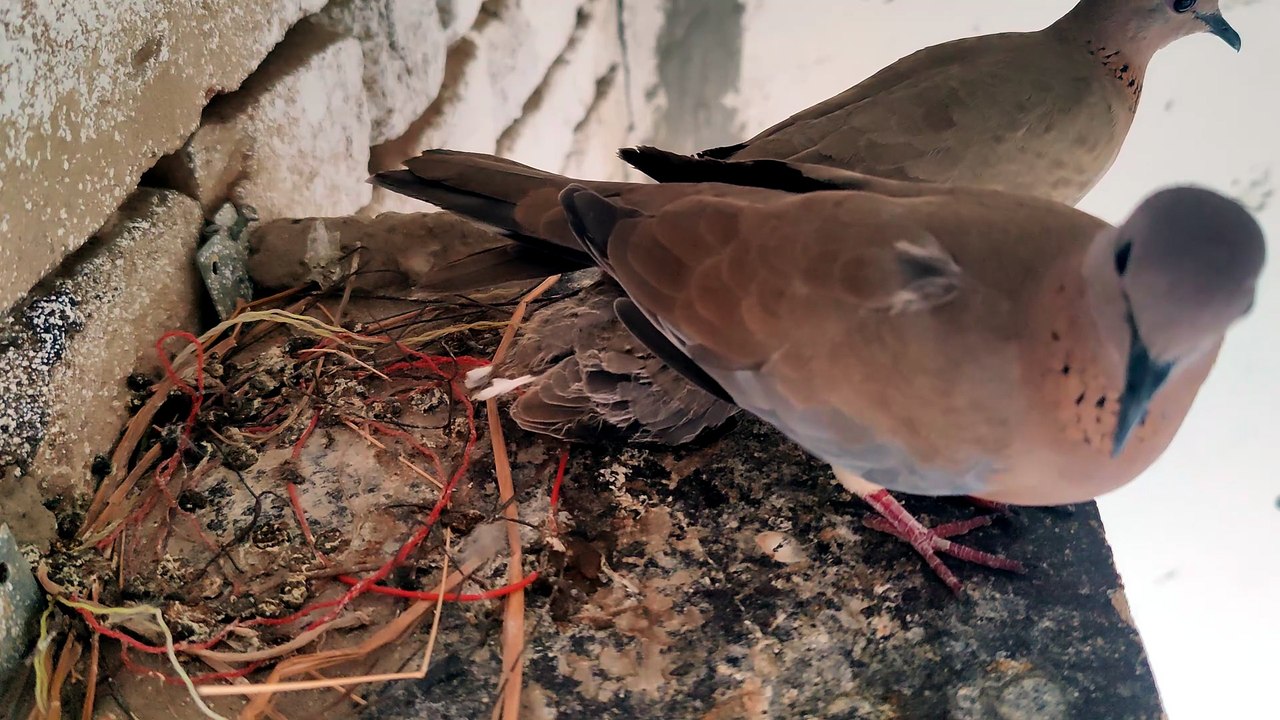 🌿 Day 8: Watching Our Baby Dove Grow 🐣🕊️ | Deep Sleep ASMR