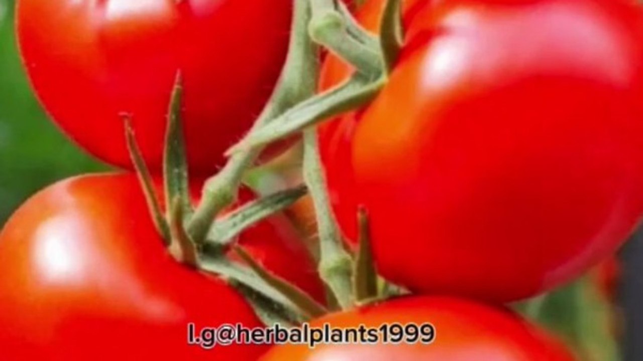 Tomatoes health benefits