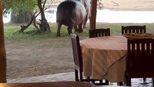 Combat d'hippopotames stoppé pour une pause caca