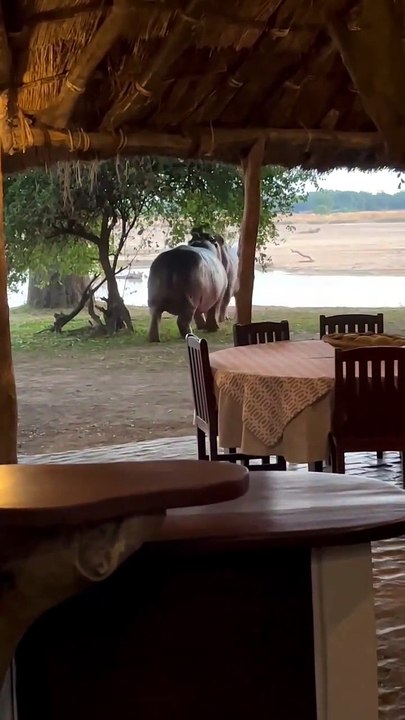 Combat d'hippopotames stoppé pour une pause caca