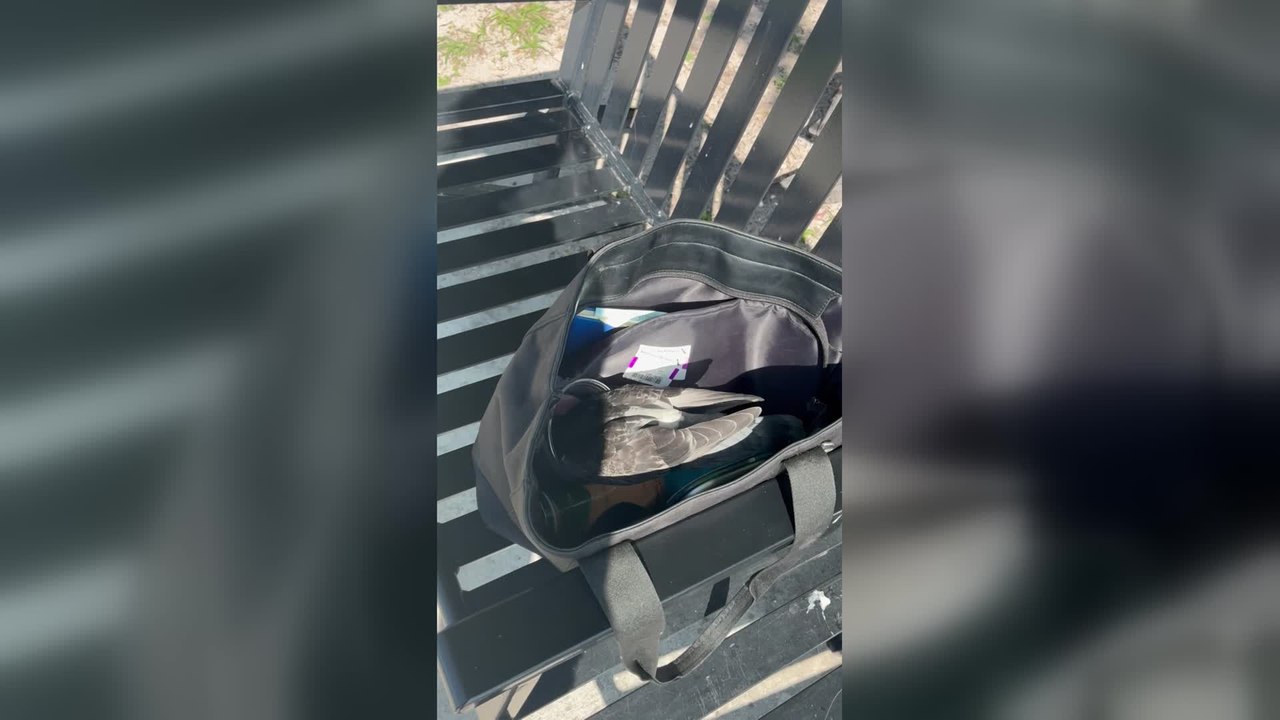 Pigeon Steals-food From Handbag