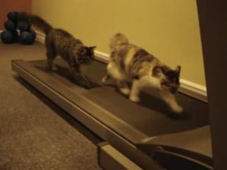 Video MDR, CHATS SPORTIF !!!!!