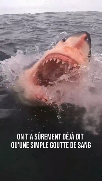 Une goutte de sang attire-t-elle vraiment les requins ? 🦈
