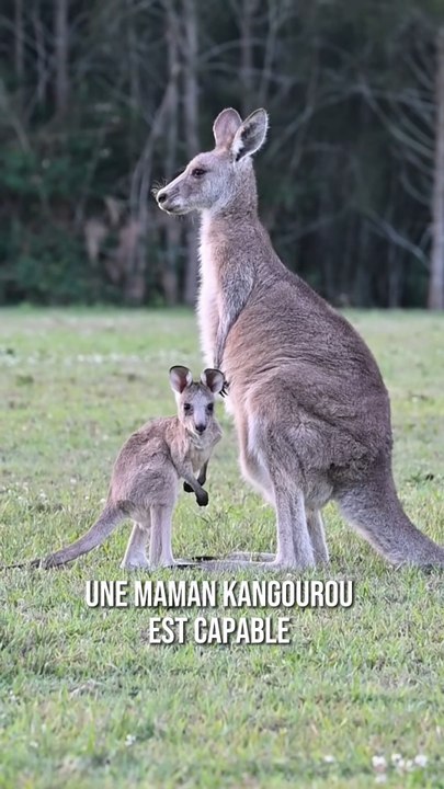 Les mamans kangourous peuvent faire ça et c’est unique 🦘