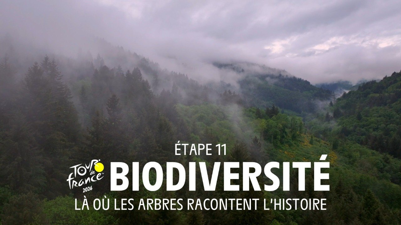 Au coeur d'une forêt où les arbres racontent l'Histoire - Tour de France 2026