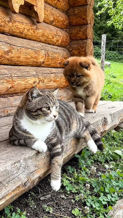 True Friends #cat #dog #kingdomofawais