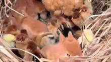 It Looks Like the Baby Rabbits Found Warmth in the Chicken’s Nest