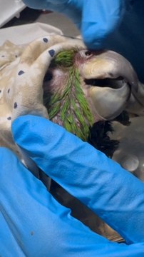 Muere 'Panchita', el loro rescatado en Venezuela tras siete días bajo los escombros