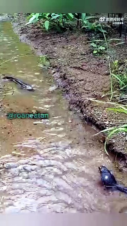 Japanese Fish and frog pretending to be dead upon seeing a snake