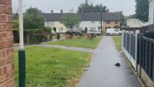 Heartwarming Encounter: Woman Meets Gentle Deer on Rainy Stroll