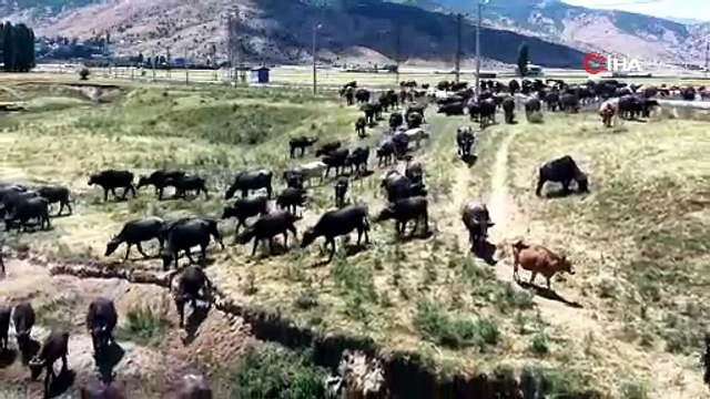Kavurucu sıcakta nehre akın ettiler! Burası Afrika değil, Muş