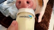 POV: Your Foster Piglet Thinks You're His Mom 🍼🐷