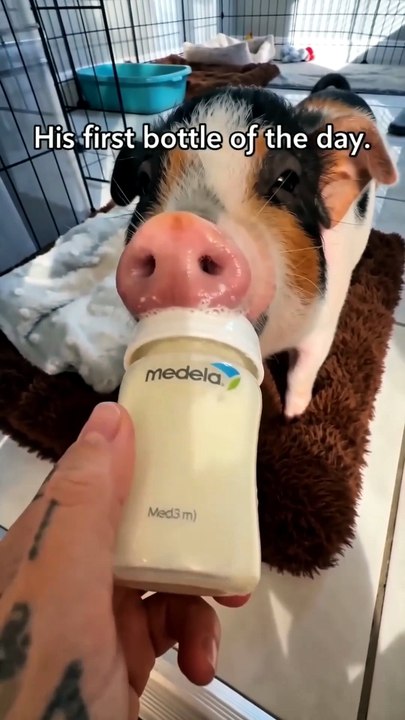 POV: Your Foster Piglet Thinks You're His Mom 🍼🐷