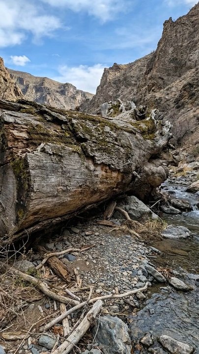 Giant Fallen Tree Shelter: From Hollow Log to Cozy Cabin