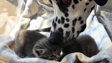 She Thought Her Dog Was Babysitting Kittens… Then She Saw THIS 😳🐶