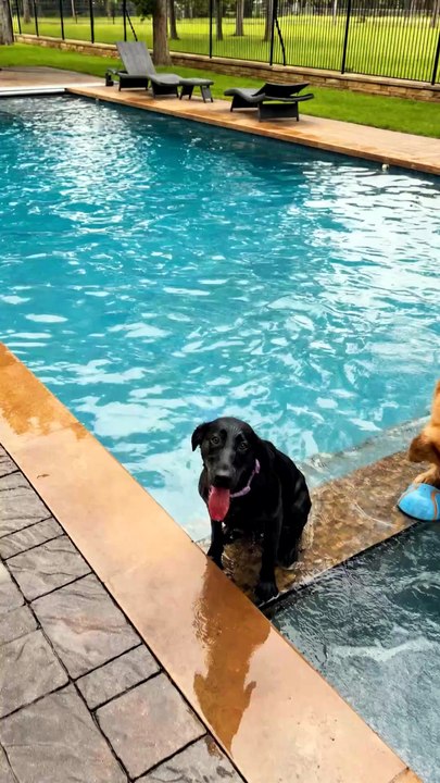 Nobody Expected the Golden Retriever to Pull THIS Move 😭