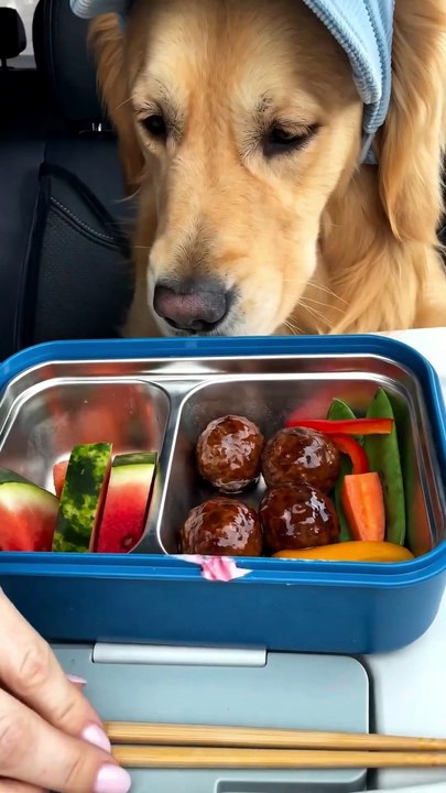 Milo Rated His Lunch... Then THIS Happened 🐶🍉