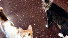 The Athletic Cat Wasn't the Smart One... 😂🐱