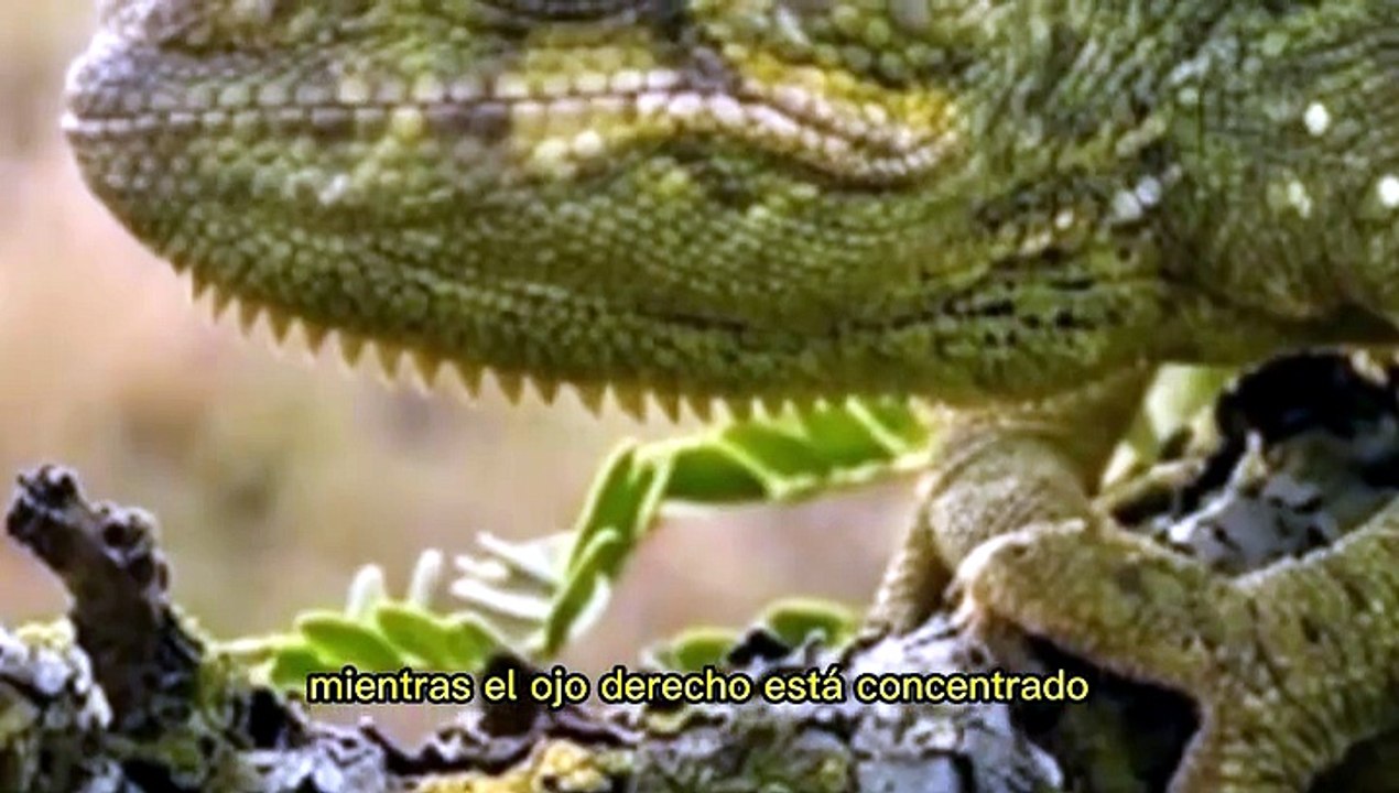 Pequeños animales, grandes genios: El arte de sobrevivir con ingenio