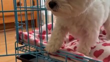 At what moment did you realize she wasn't really being left behind? 🥹🐶❤️