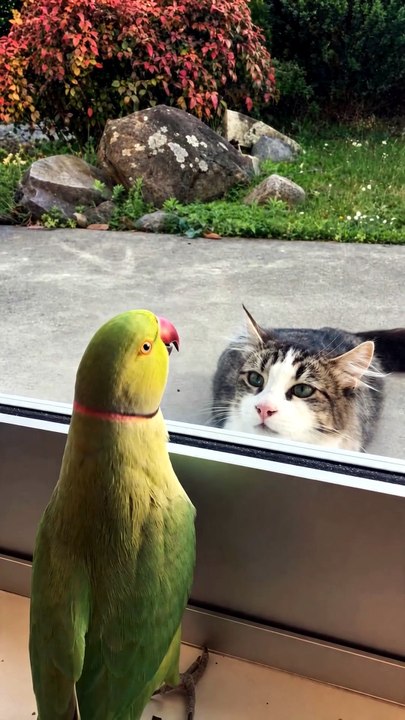 The Cat Finally Opened the Door... Then THIS Happened 😳🐱🦜