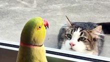 The Cat Finally Opened the Door... Then THIS Happened 😳🐱🦜